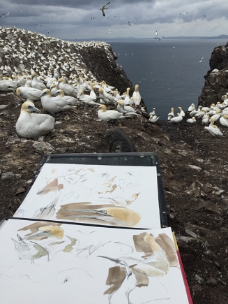 drawing gannets_bass rock_brucepearson_2