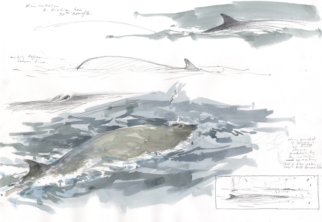 fin-whales_antarctica_bruce-pearson-wildlife-art_1